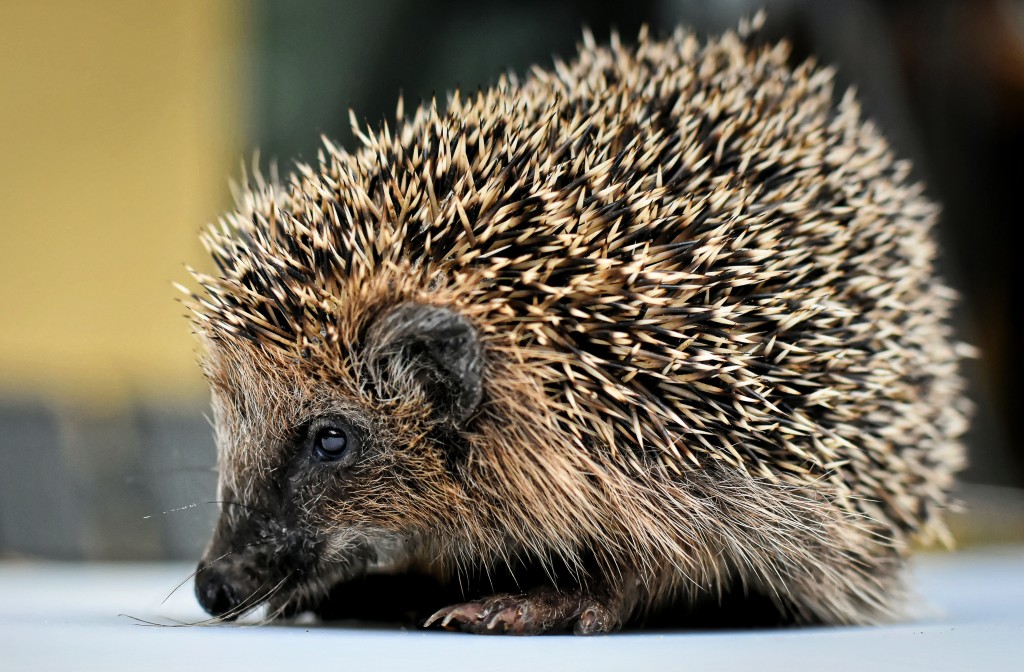 Hedgehog