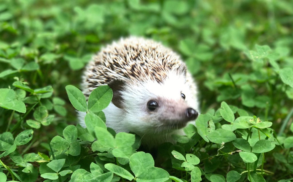 Hedgehog in clover