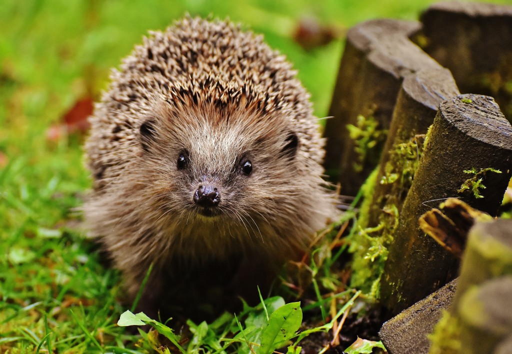 Hedgehog stood on lawn by log border